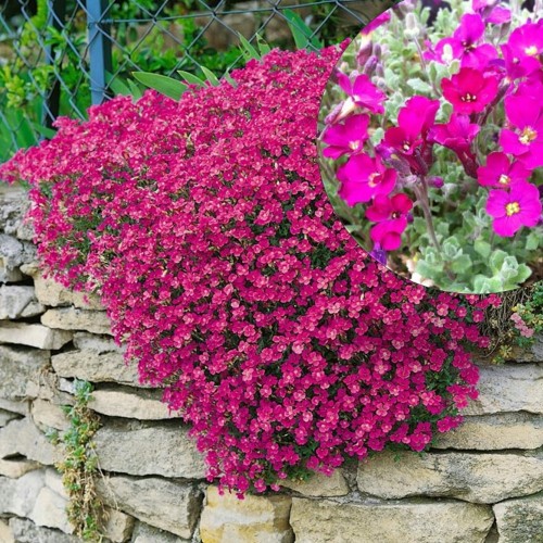 Aubrieta 'Cascade Red' - Sinipadjake 'Cascade Red' P9/0,55L